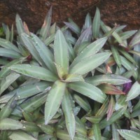 Tradescantia spathacea Sw.